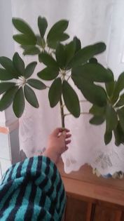 schefflera1 - VAND SCHEFFLERA 2016