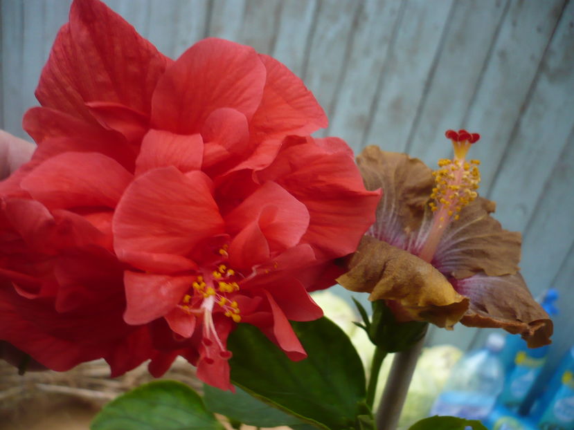 P1300458 - HIBISCUSI 2016-7