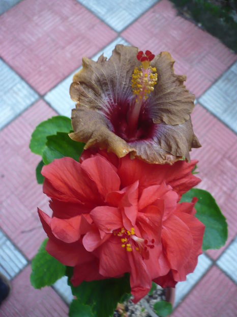 P1300459 - HIBISCUSI 2016-7