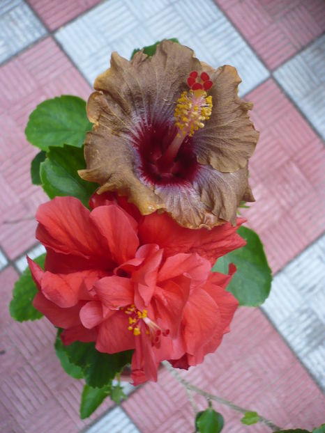 P1300460 - HIBISCUSI 2016-7