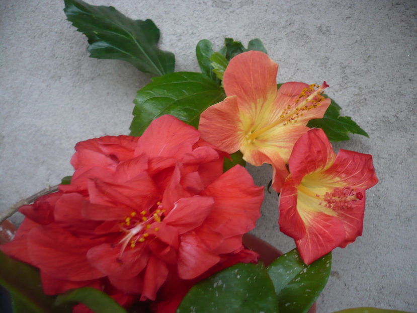 P1300479 - HIBISCUSI 2016-7