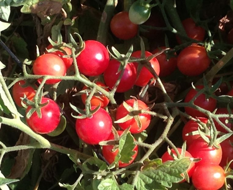 TOMATE cherry pink de ghiveci - TOMATE CHERRY PINK DE GHIVECI