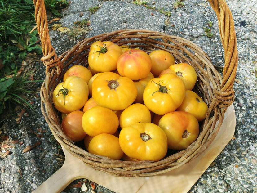 TOMATE GRAPREFRUIT PINK
