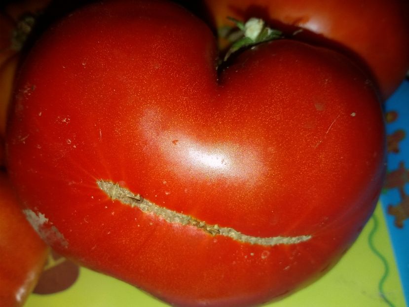 tomate rom.SV