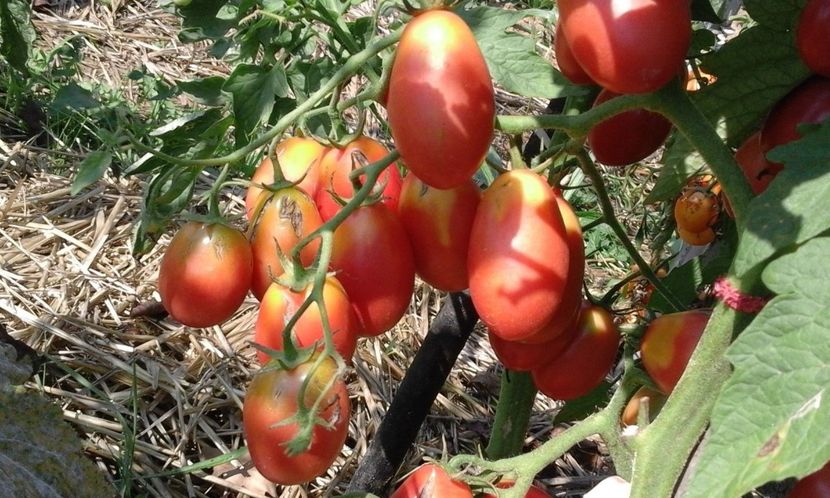 TOMATE PINK PLUM - TOMATE PINK PLUM