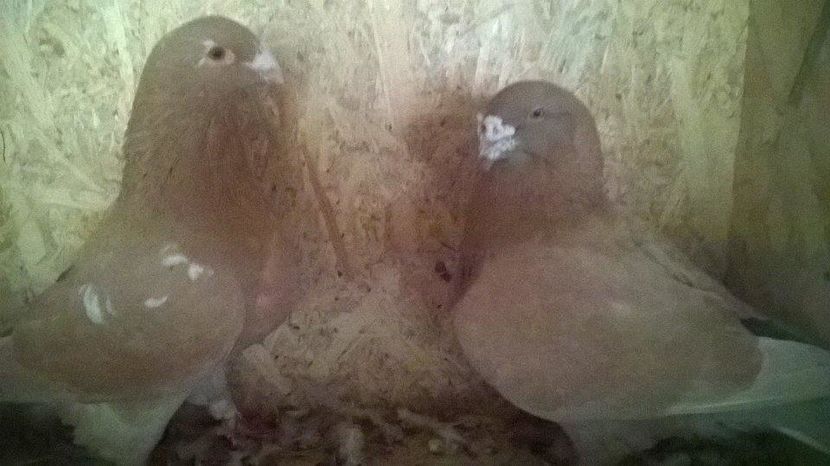 14793682_1224680034256077_2051963670_n