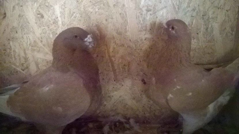 14799024_1224680007589413_963457254_n