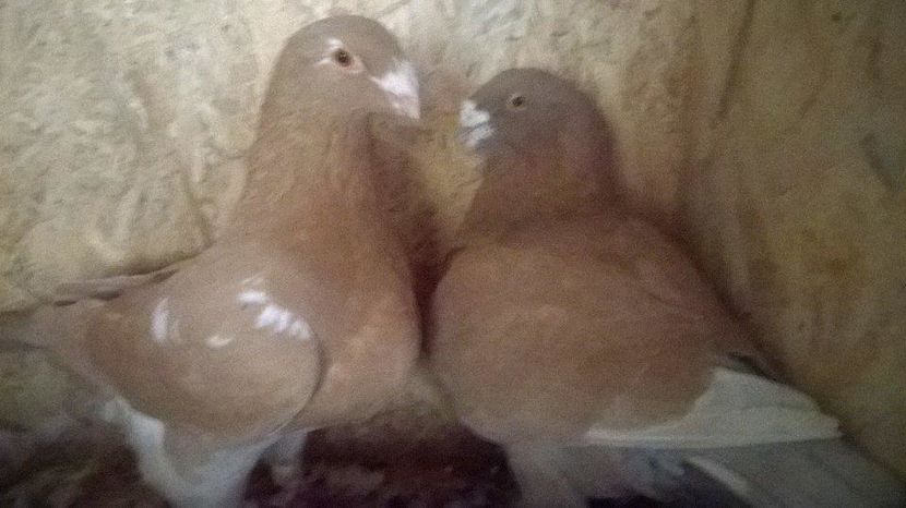 14805570_1224680917589322_728571011_n