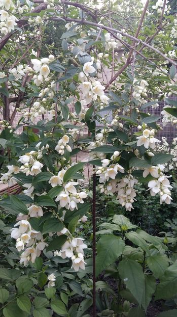  - 111111111 Iepuri din 2016