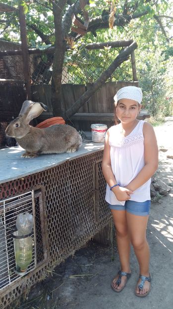  - 111111111 Iepuri din 2016