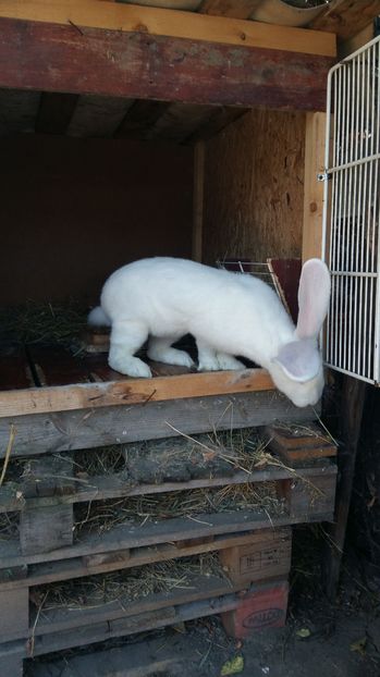  - 111111111 Iepuri din 2016