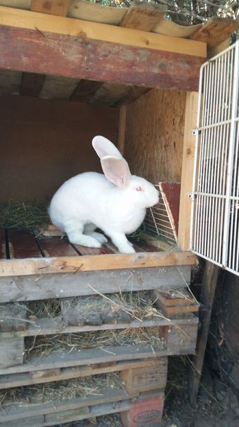  - 111111111 Iepuri din 2016