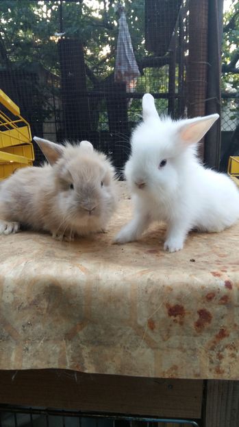  - 111111111 Iepuri din 2016