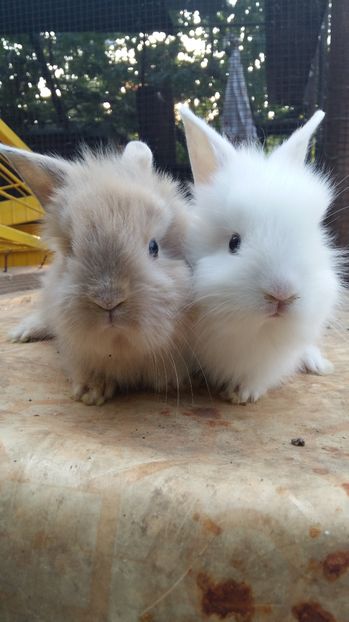  - 111111111 Iepuri din 2016