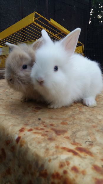  - 111111111 Iepuri din 2016