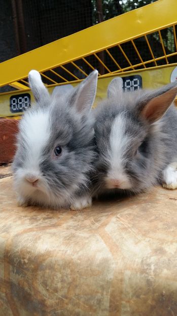  - 111111111 Iepuri din 2016