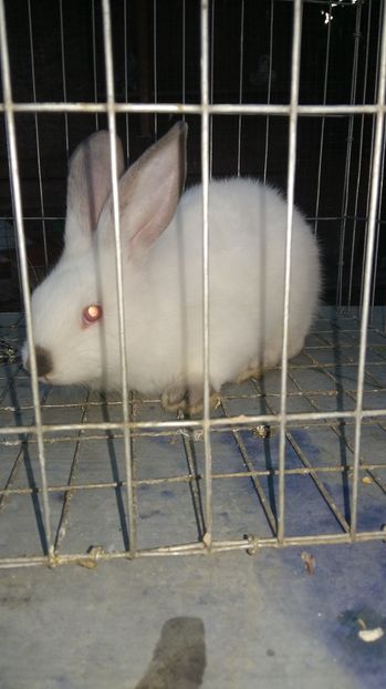  - 111111111 Iepuri din 2016