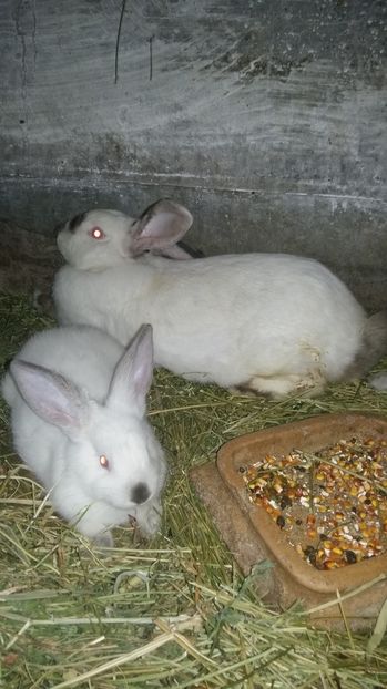  - 111111111 Iepuri din 2016