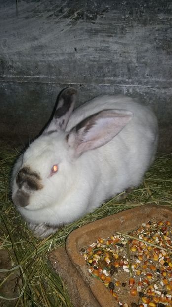  - 111111111 Iepuri din 2016