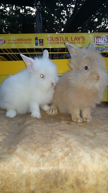  - 111111111 Iepuri din 2016