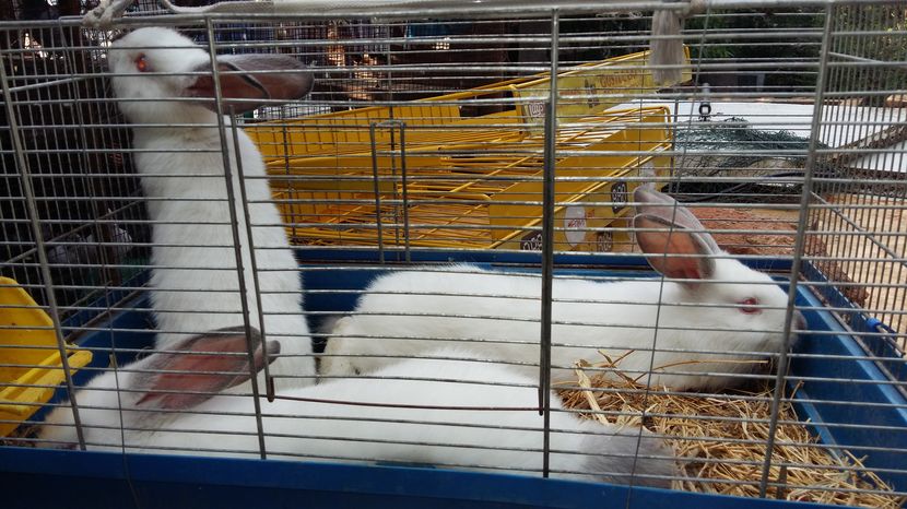  - 111111111 Iepuri din 2016