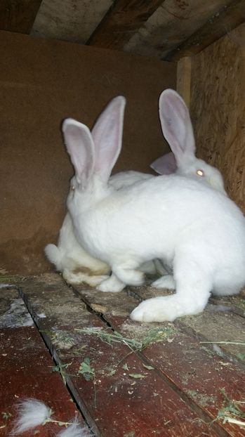  - 111111111 Iepuri din 2016