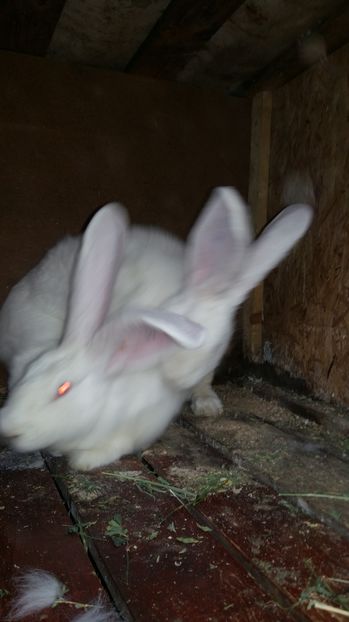  - 111111111 Iepuri din 2016