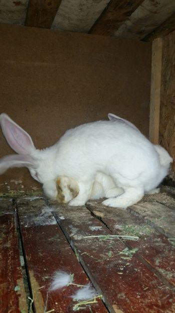  - 111111111 Iepuri din 2016