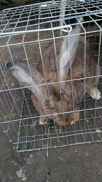  - 111111111 Iepuri din 2016