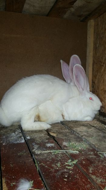  - 111111111 Iepuri din 2016