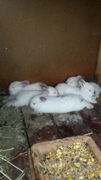  - 111111111 Iepuri din 2016