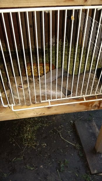  - 111111111 Iepuri din 2016