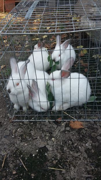  - 111111111 Iepuri din 2016