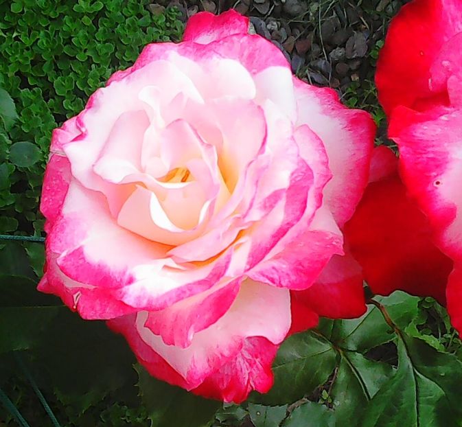 Nuovo_1_041 - Florile mele 2016