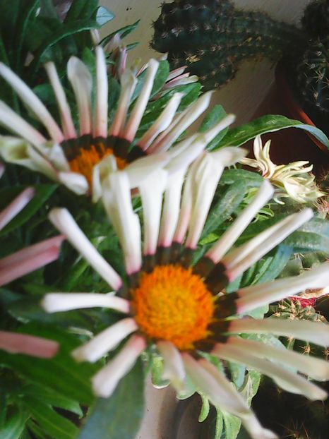 Photo2400 - Florile mele 2016