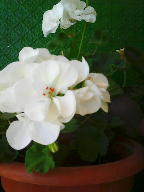 Photo2403 - Florile mele 2016