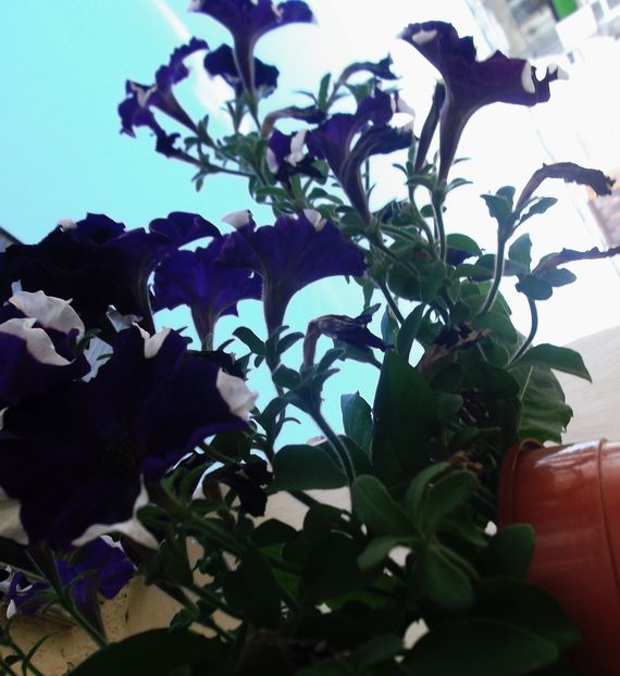 Nuovo_1_DSCF4810 - Florile mele 2016