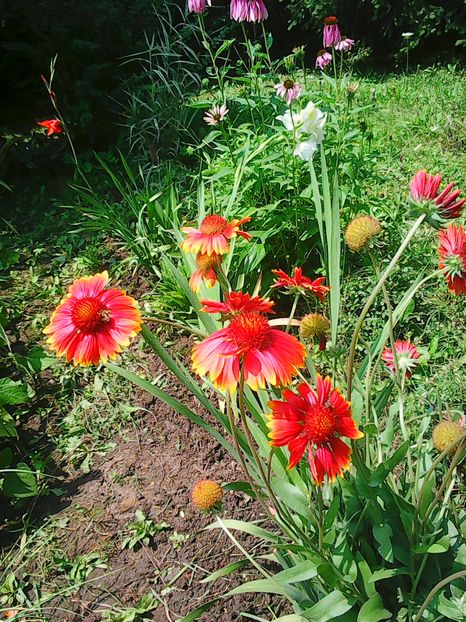 Photo2607 - Florile mele 2016