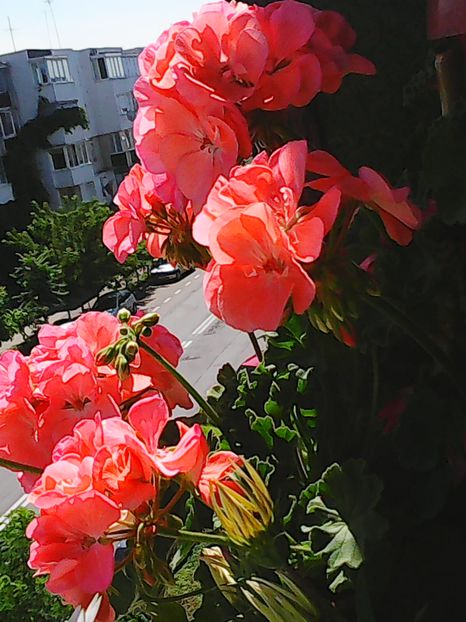 Photo2861 - Florile mele 2016