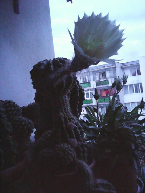 Photo2983 - Florile mele 2016