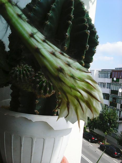 Photo3032 - Florile mele 2016