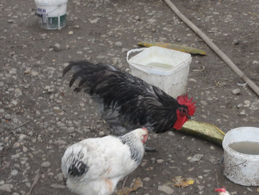 004 - Copy - Copy - Cocos Australorp albastru de vanzare