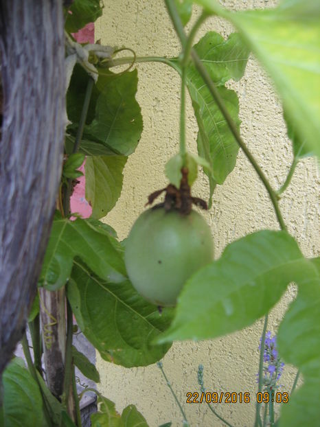 Picture 7427 - Passiflora eludis- Maracuya