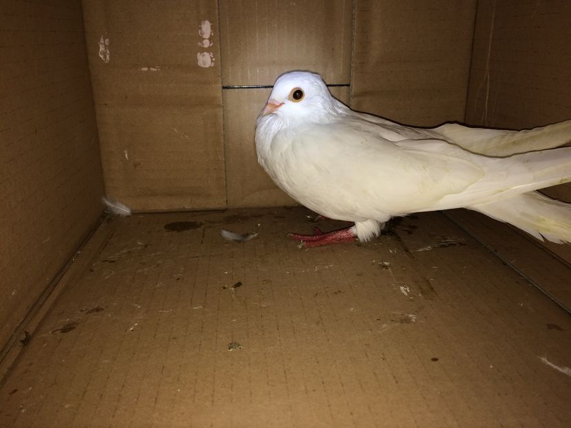 12217  femelă  2016