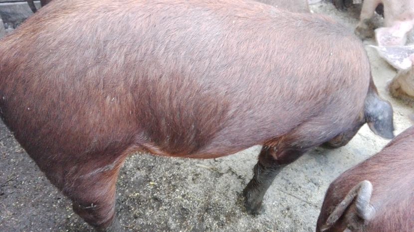  - c - Porci Duroc American