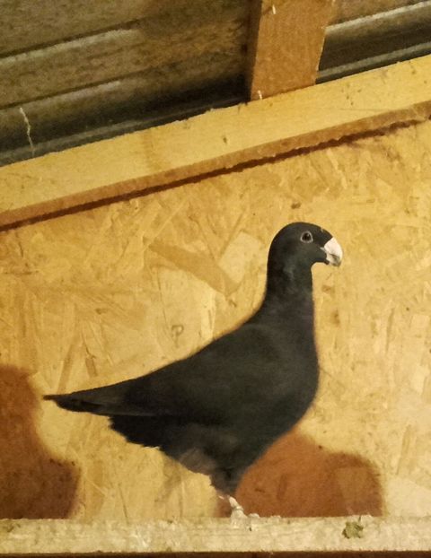 20161019_191804-1 - Voiajor GERMAN