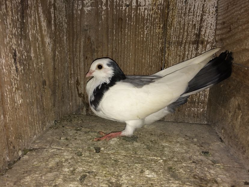 femela4 joc 20-30 merri