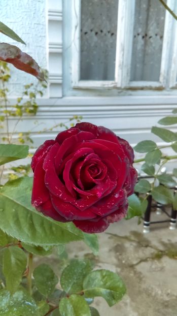 IMAG0062 - trandafiri si flori 2016