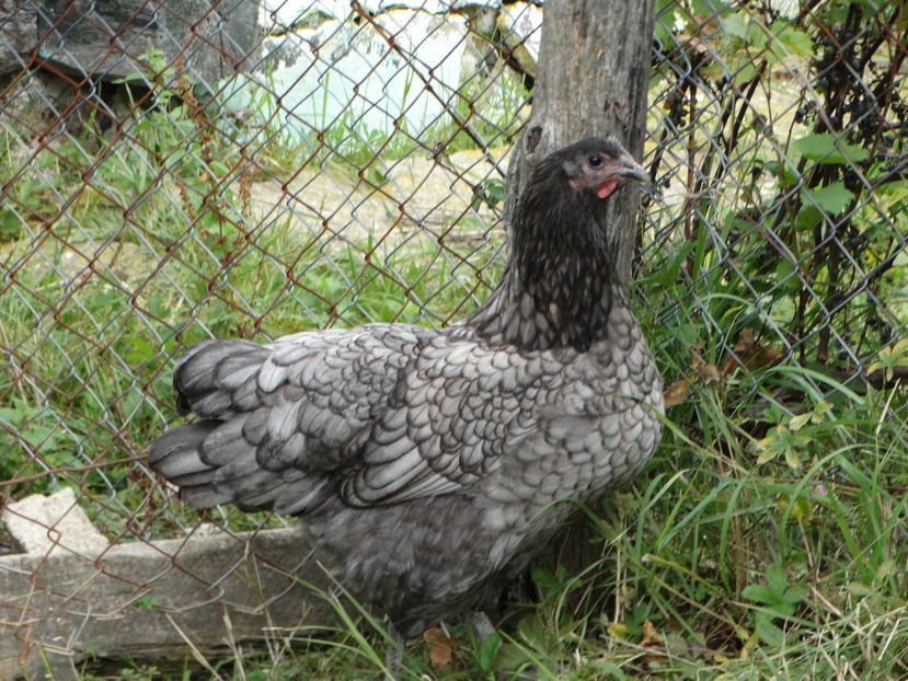  - Australorp