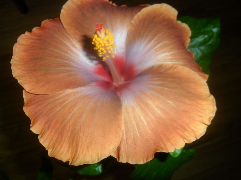  - tahitian sophistication